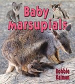Book cover of BABY MARSUPIALS