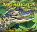 Book cover of BABY ALLIGATOR