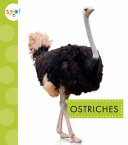 Book cover of OSTRICHES