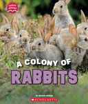 Book cover of COLONY OF RABBITS