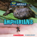 Book cover of BIG & SMALL - AMPHIBIANS