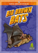 Book cover of BIG BROWN BATS