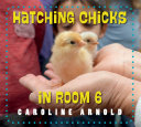 Book cover of HATCHING CHICKS IN ROOM 6