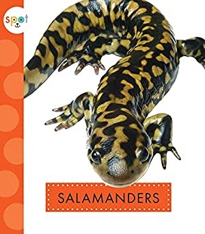 Book cover of SPOT BACKARD ANIMALS SALAMANDERS