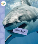 Book cover of SPOT OCEAN ANIMALS SHARKS