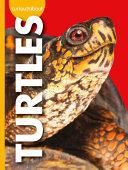 Book cover of CURIOUS ABOUT TURTLES